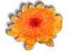 Captcha image 1685